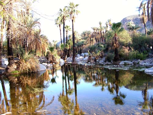 Oasis de Santa Gertrudis