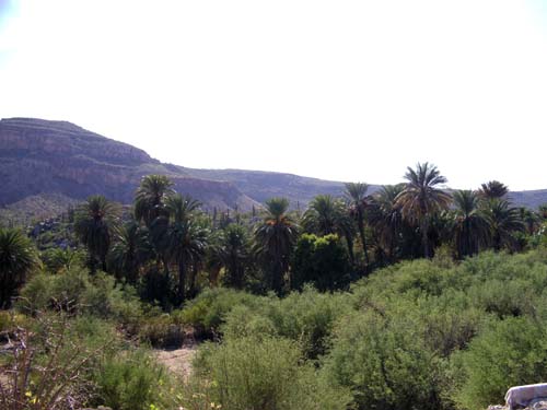 La palmera de Mision Santa Gertrudis